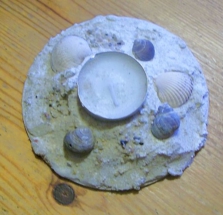 Muschelkerze